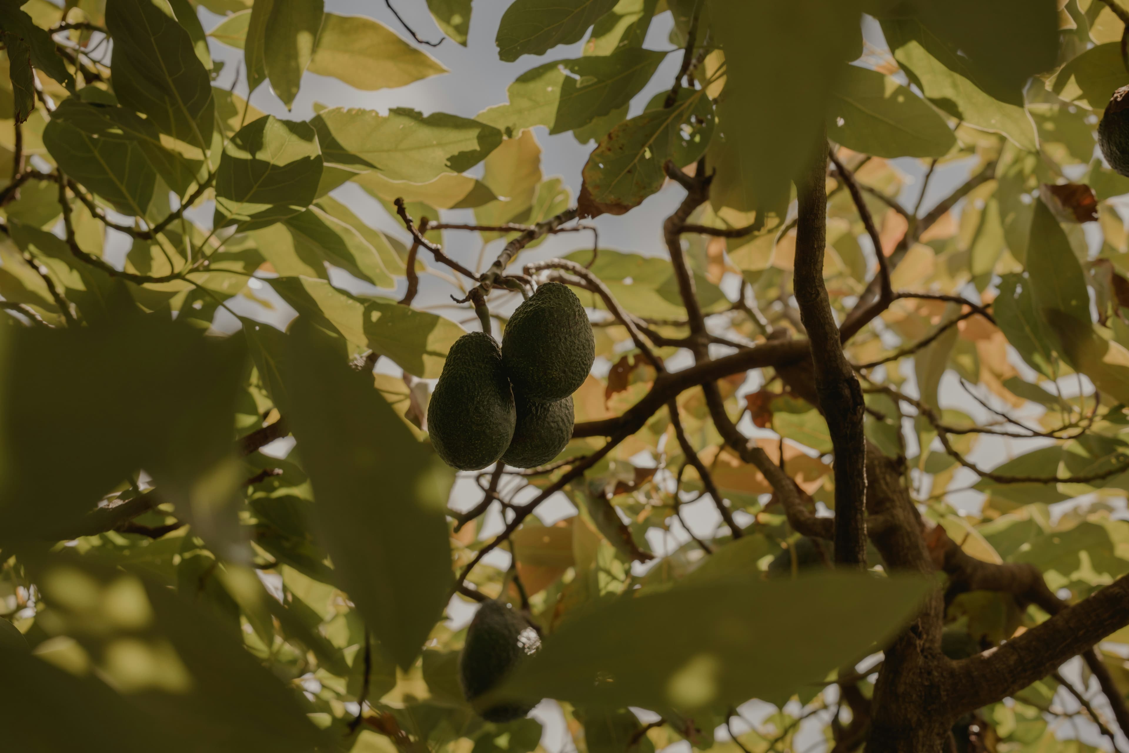 L'Oasis de Poche du 11ème